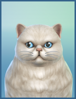 ansehen Perserkatze Dagobert Erwachsen